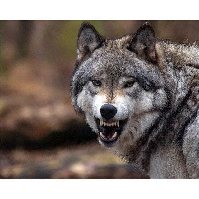 DIY 5D Diamond Painting Wolf Animal Mosaic Kit Cross Stitch Diamond Embroidery Full Drill Round 20X30CM pink