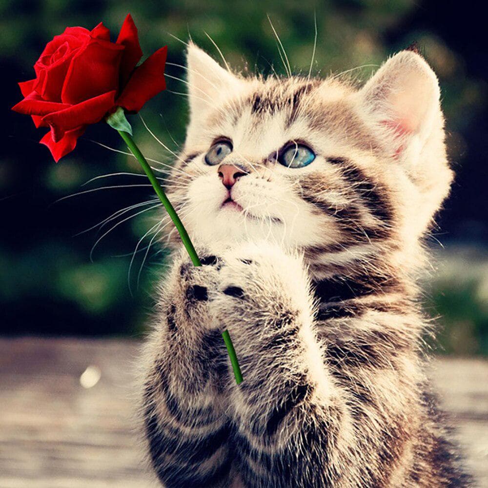 5D DIY Diamond Painting Rose and Cat Embroidery Cross Stitch Rhinestone Mosaic Home Decor 30X30CM