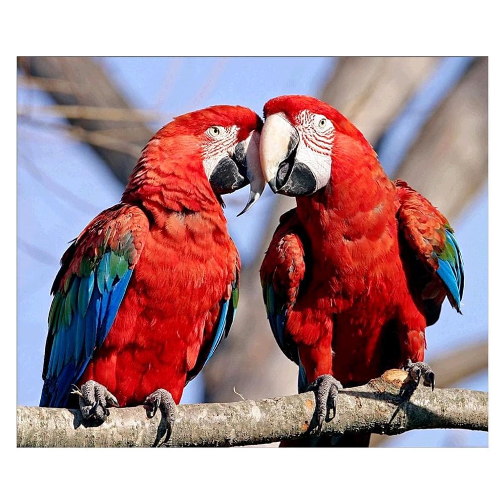 5D DIY Diamond Painting Parrot Diamond Embroidery Animal Cross Stitch 20X30CM