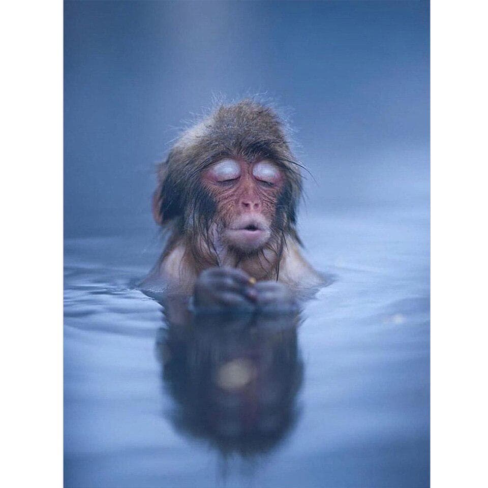 5D DIY Diamond Painting Monkey In Hot Spring Full Square Diamond Embroidery 20X30CM