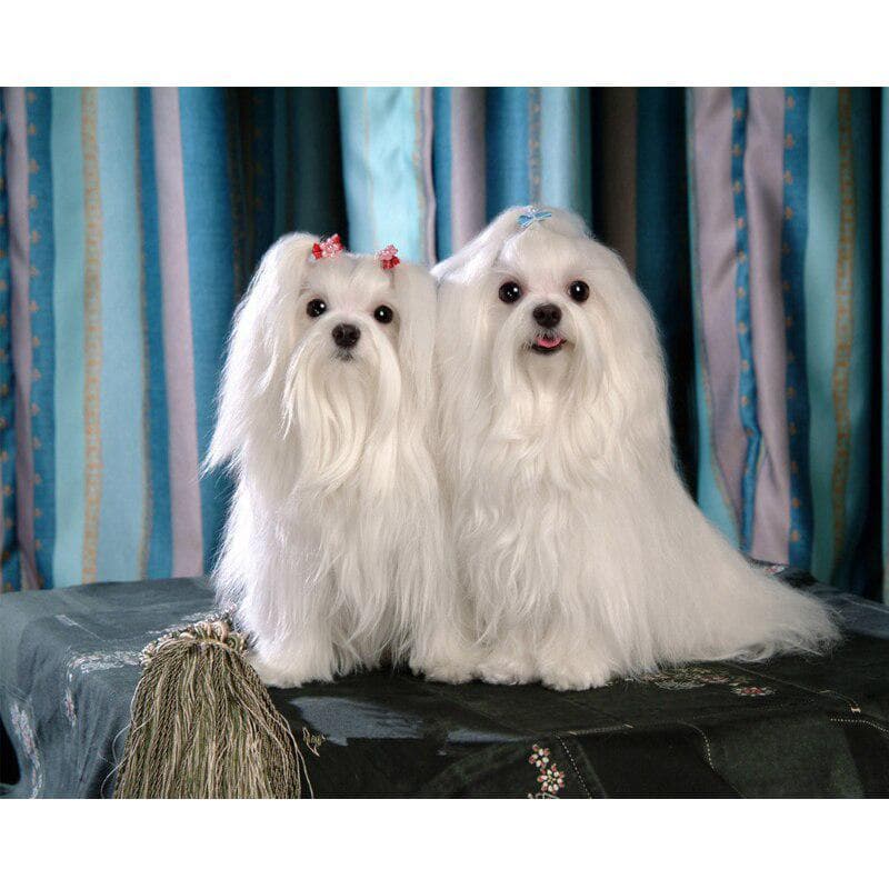 5D DIY Diamond Painting Cross Stitch Dog Brothers Full Round Resin Drill Diamond Embroidery 20X30CM