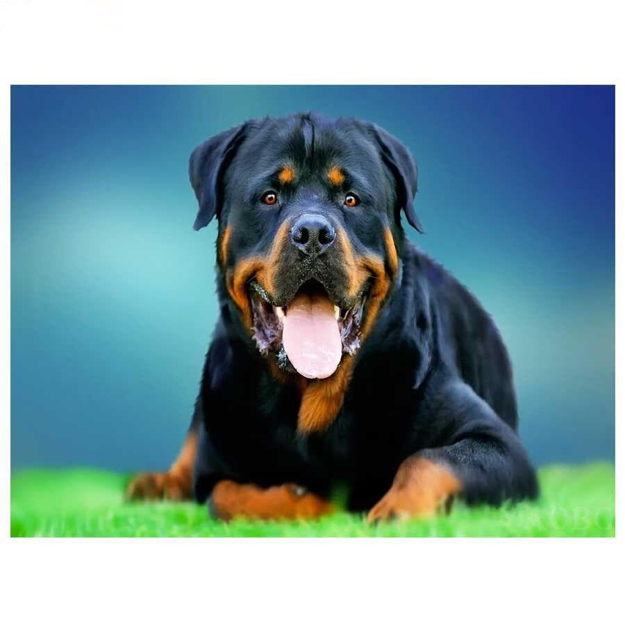 Diamond Painting Rottweiler Animals Dog Diamond Embroidery cute pets 5D Mosaic Pictures 40X50CM