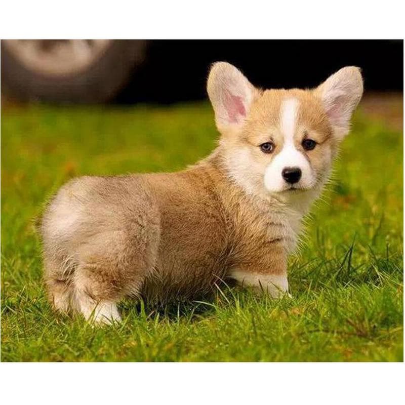 5d Diy Diamond Painting Full Round Diamond Embroidery Pembroke Welsh Corgi Dog Cross-Stitch 40X50CM