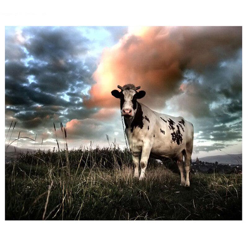 Diamond Painting Embroidery Cross Stitch Full Round Animal Cow Picture of Rhinestones Home Decor 20X30CM
