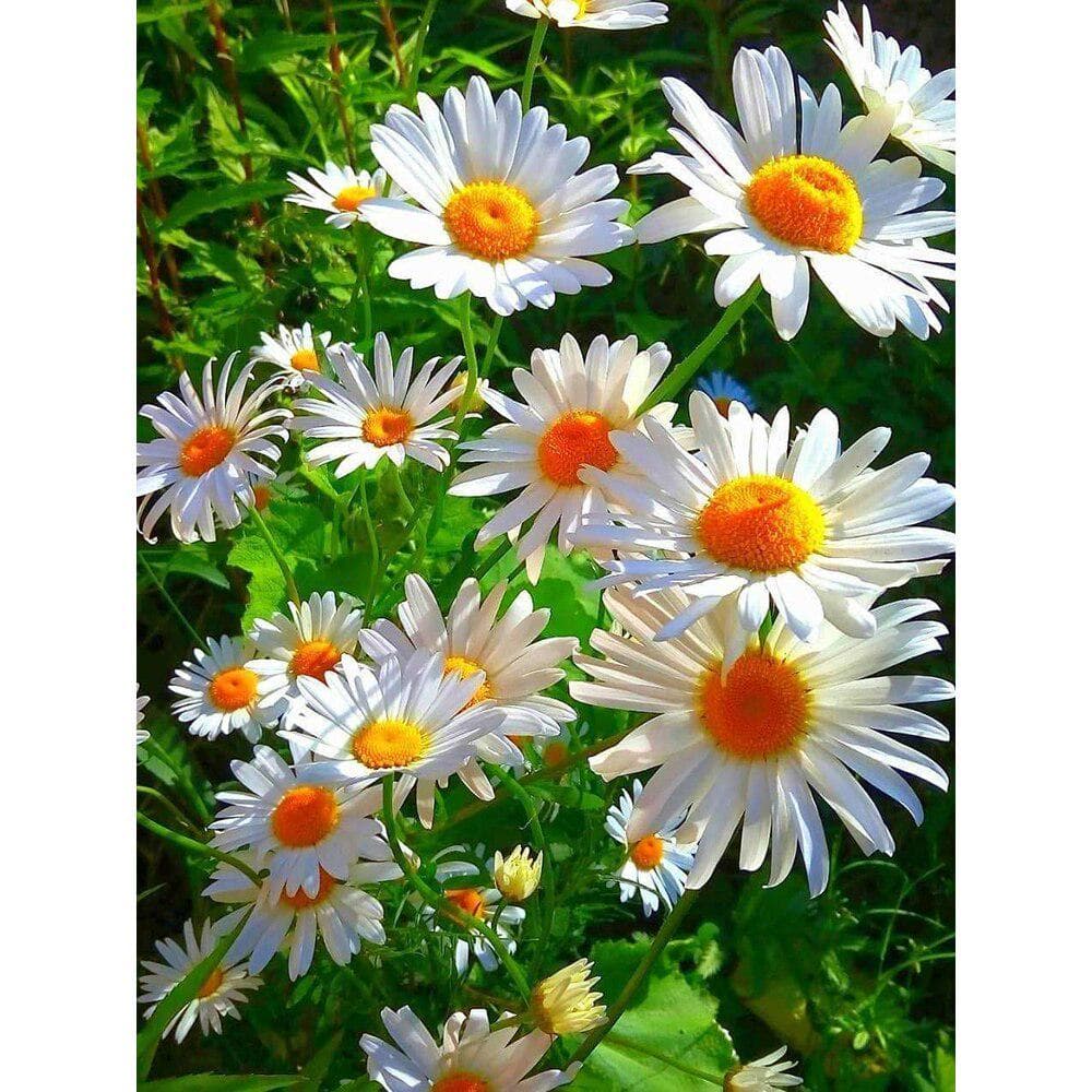 5D DIY Diamond Painting Full Drill Flower Chamomile Diamond Embroidery Flower Beaded Painting 50X70CM
