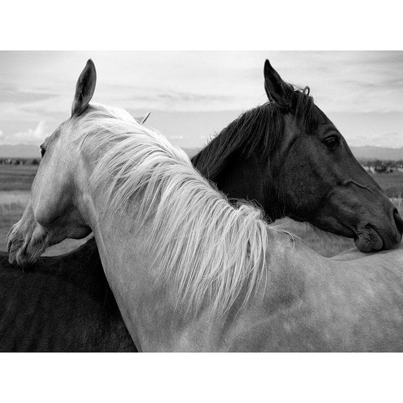 Full Diamond Embroidery White and Black Horse Diamond Mosaic Home Decoration Diy 5d Diamond Painting 20X30CM