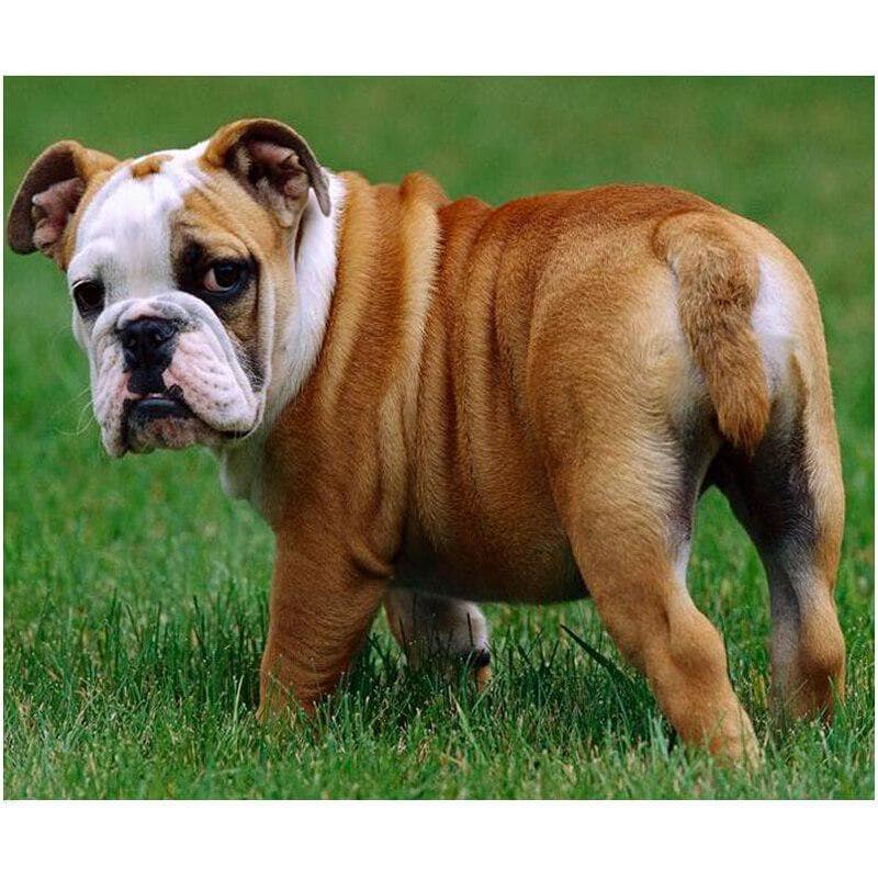 Diamond Painting Accessoires Cross Stitch Full 5d English Bulldog Diamond Mosaic Embroidery 40X50CM