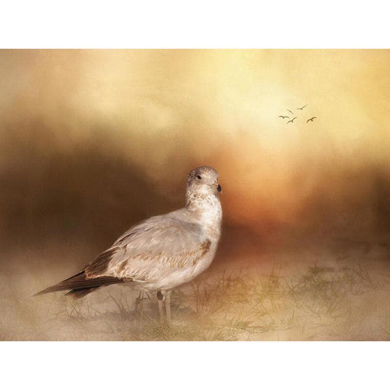 Full Round Drill Diamond Embroidery A Pigeon 5D DIY Diamond Painting Cross Stitch Rhinestone 20X30CM