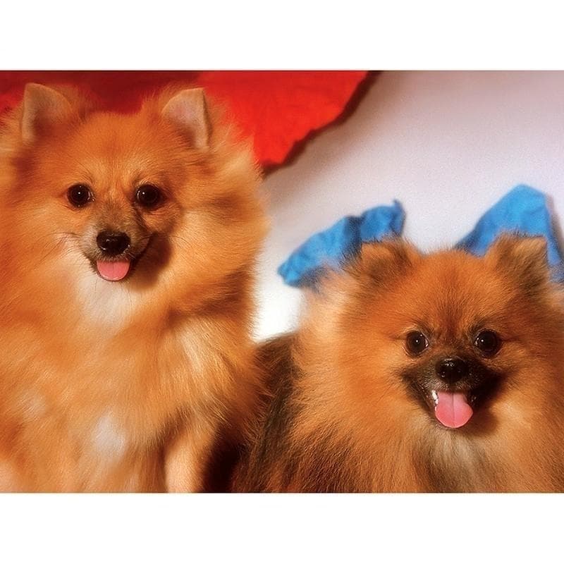 5D DIY Diamond Painting Cute Dogs Embroidery Mosaic Cross Stitch Rhinestone Decoration 20X30CM
