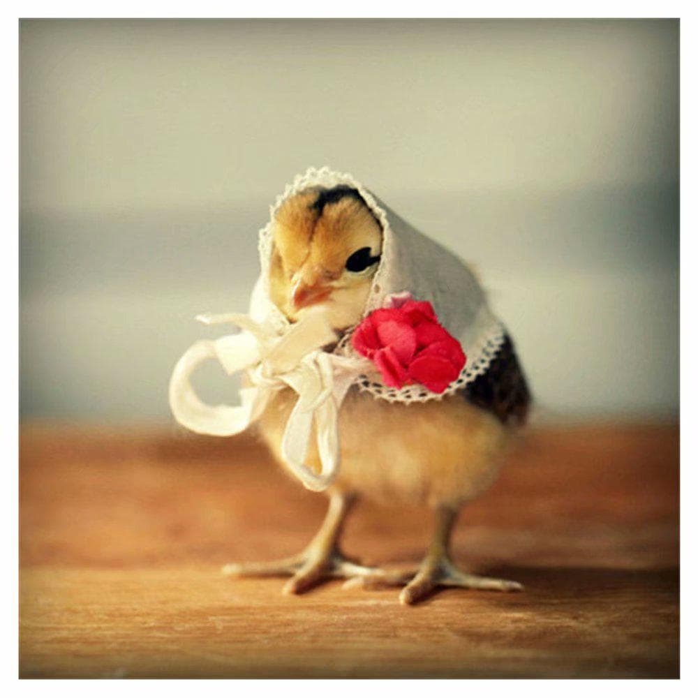5D DIY Diamond Painting Cute Chick Full Round Diamond Embroidery Sale Rhinestone Picture 30x30CM