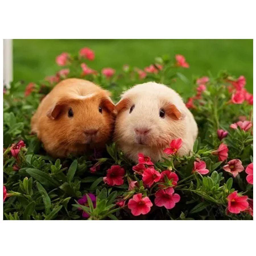 5d Diy Diamond Painting Full Round Cross Stitch Kits Cute Animal Guinea Pig Patterns Embroidery 20X30CM