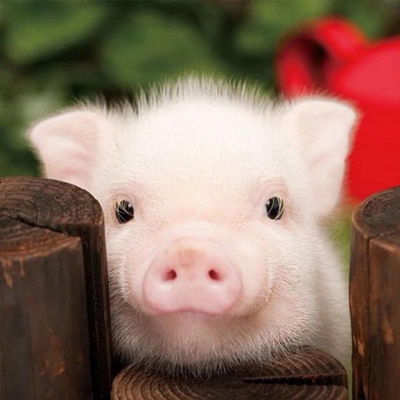 Diamond Embroidery Cute Piggy 5D DIY Diamond Painting Diamond Mosaic Pictures 20X30CM