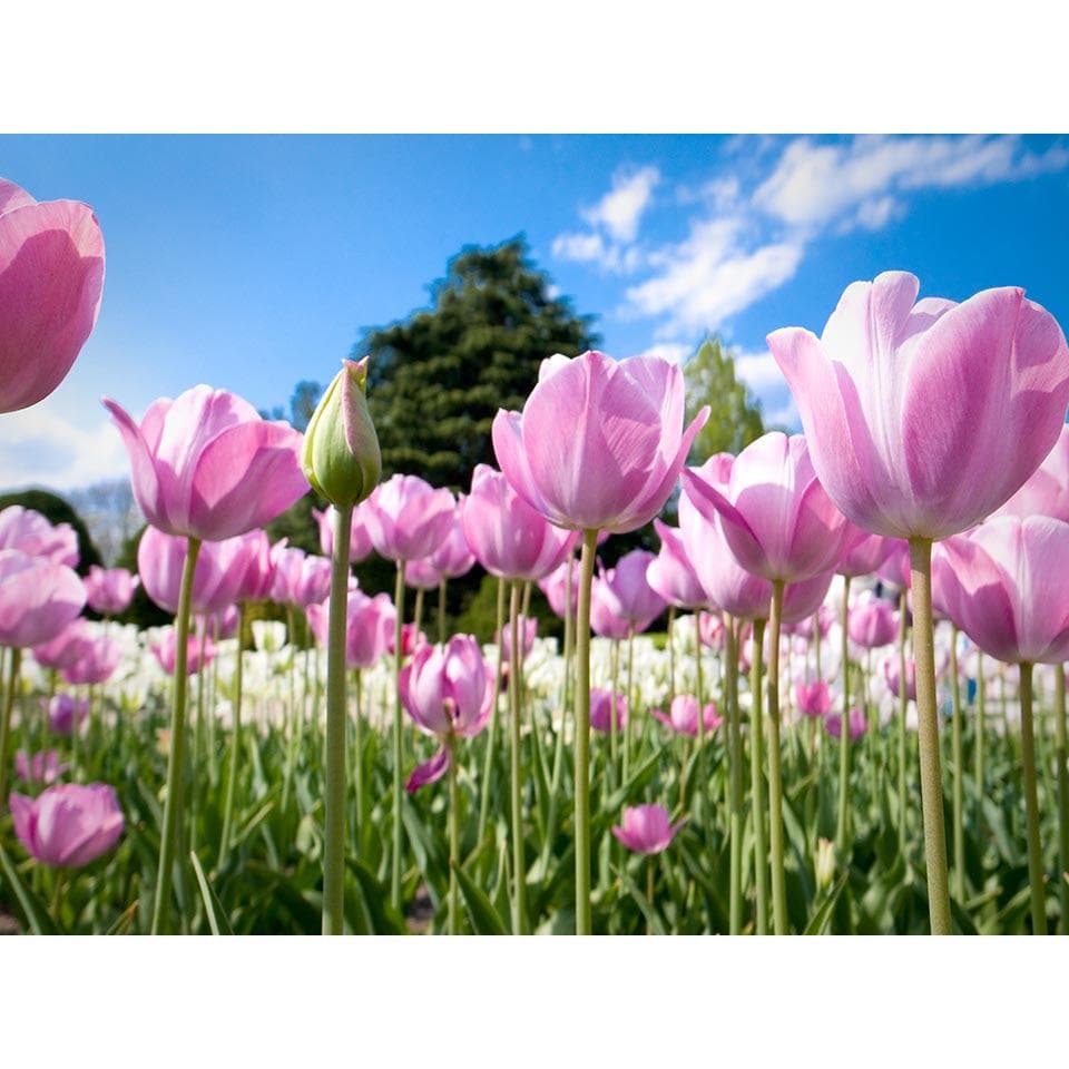 5D Beautiful Flower Landscape Diamond Painting Full Round Drill Handmade Wall Bedroom Decor 20X30CM