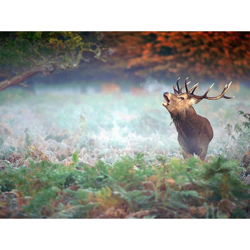 Full Round Drill Diamond Painting Embroidery Elk In The Forest Cross Stitch Rhinestone Mosaic Decor 20X30CM