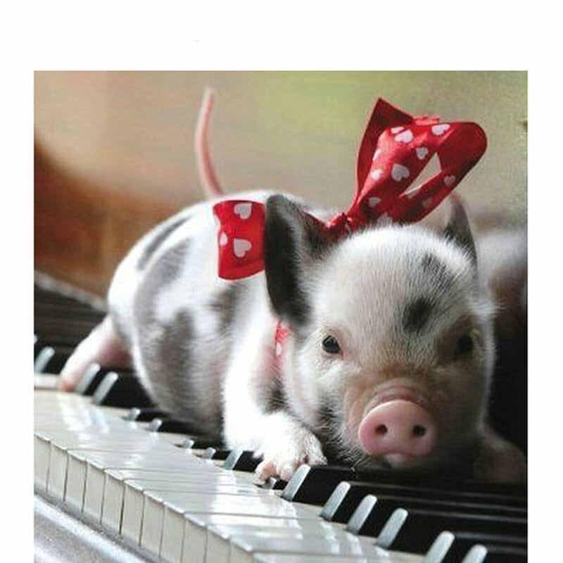 Diamond Painting Full Round 5d Diamond Embroidery Pig and Piano Picture of Rhinestones 30x30CM