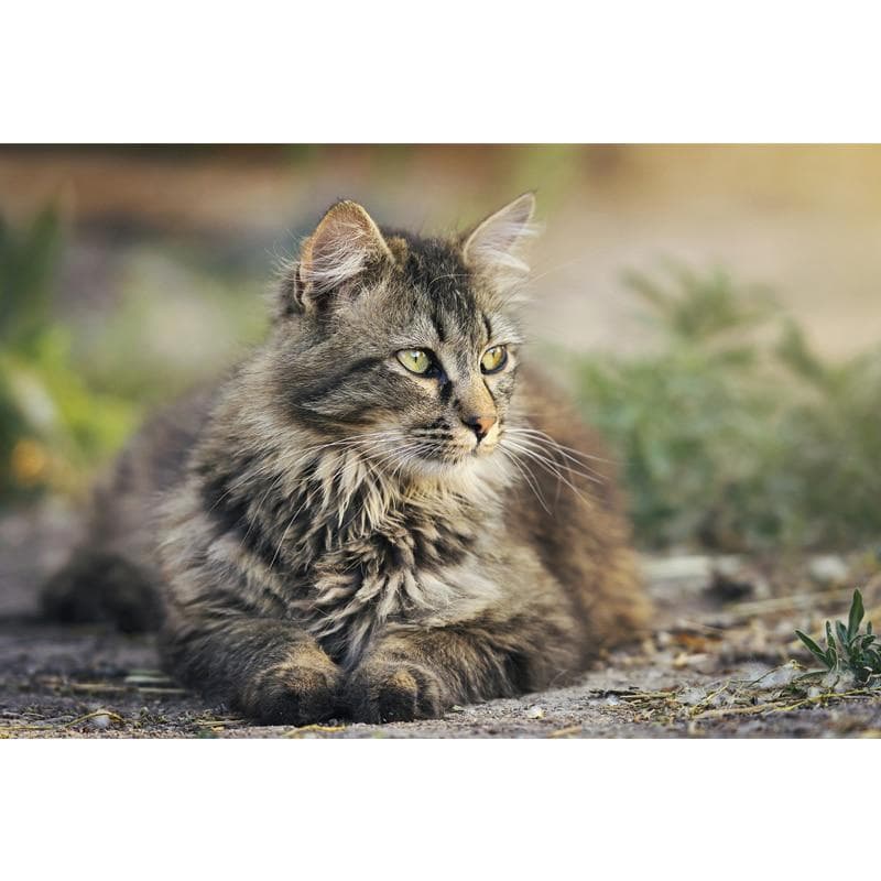 Diamond Painting Full Drill Cat Broderie Diamond Mosaic Animal Cross-Stitch 20X30CM