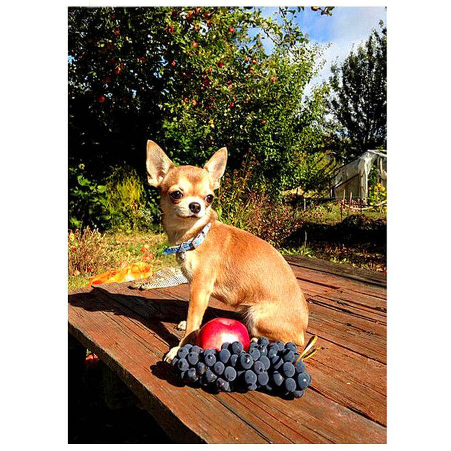 5D DIY Diamond Painting Chihuahua Dog Diamond Embroidery Full Display Mosaic Picture of Rhinestones 20X30CM