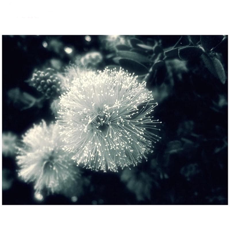 Diamond Painting Cross Stitch Kits Black and White Dandelion Flower 5D Mosaic Embroidery Home Decor 20X30CM