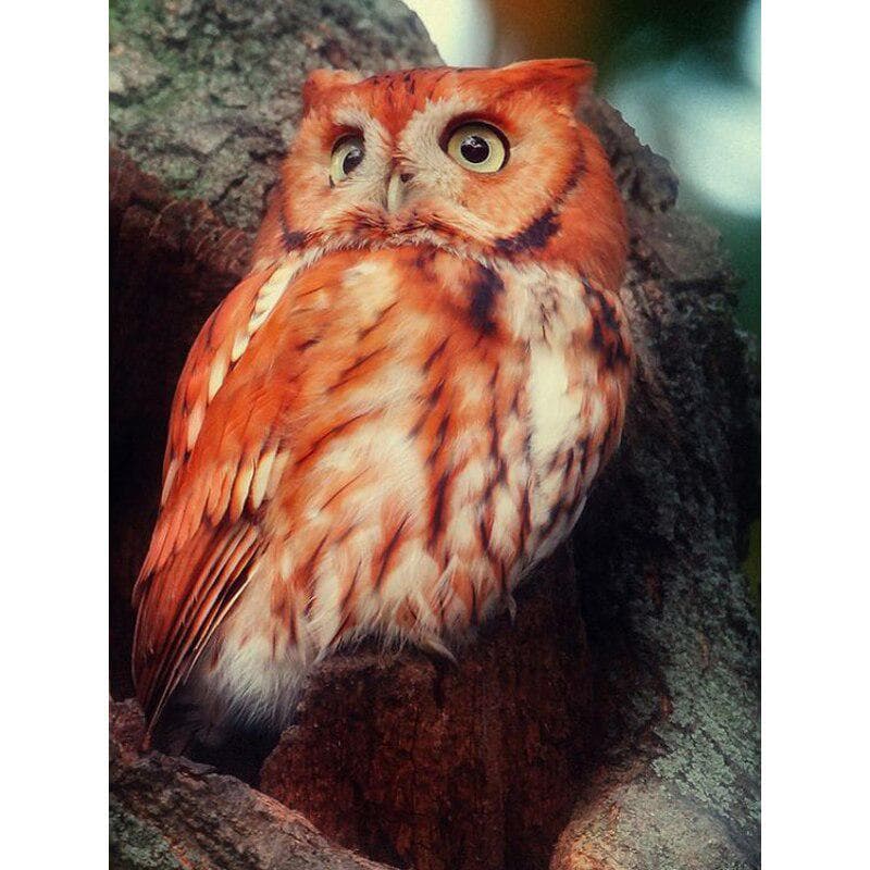 Diamond Paint Owl Broderie Diamant Animal Diamond Cross Stitch 20X30CM