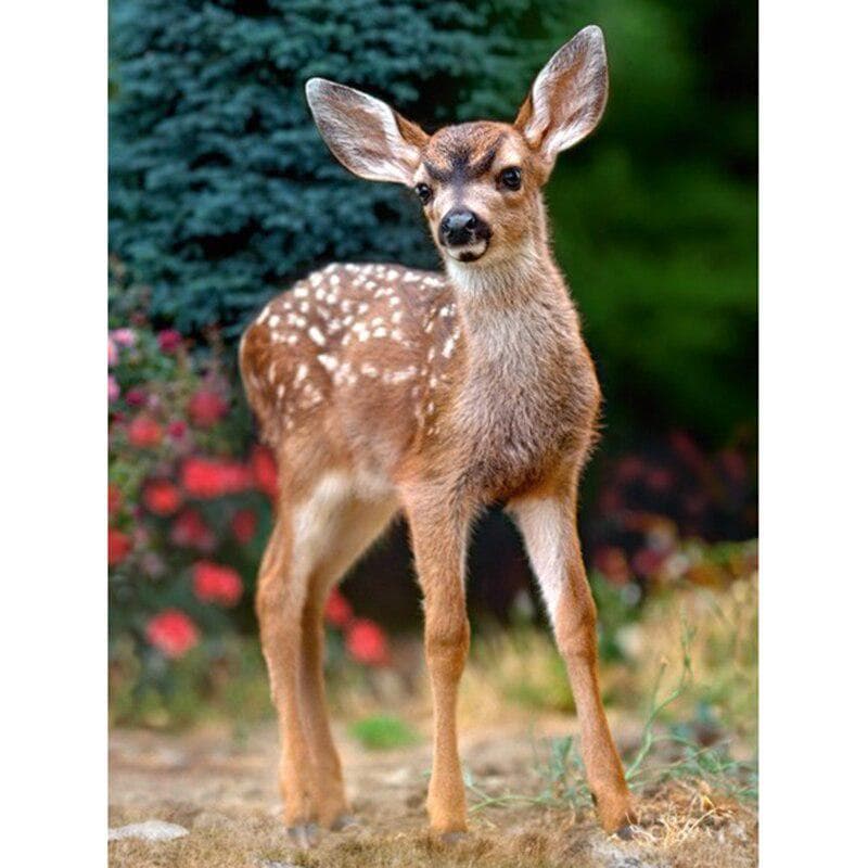 Diamond Embroidery Full Round Diamond Painting Rhinestone Mosaic Decoration Single Deer 20X30CM
