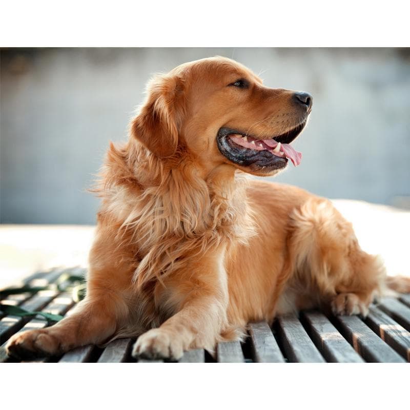 5D Diy Diamond Painting Cross Stitch Yellow Dog Full Round Diamond Embroidery 20X30CM