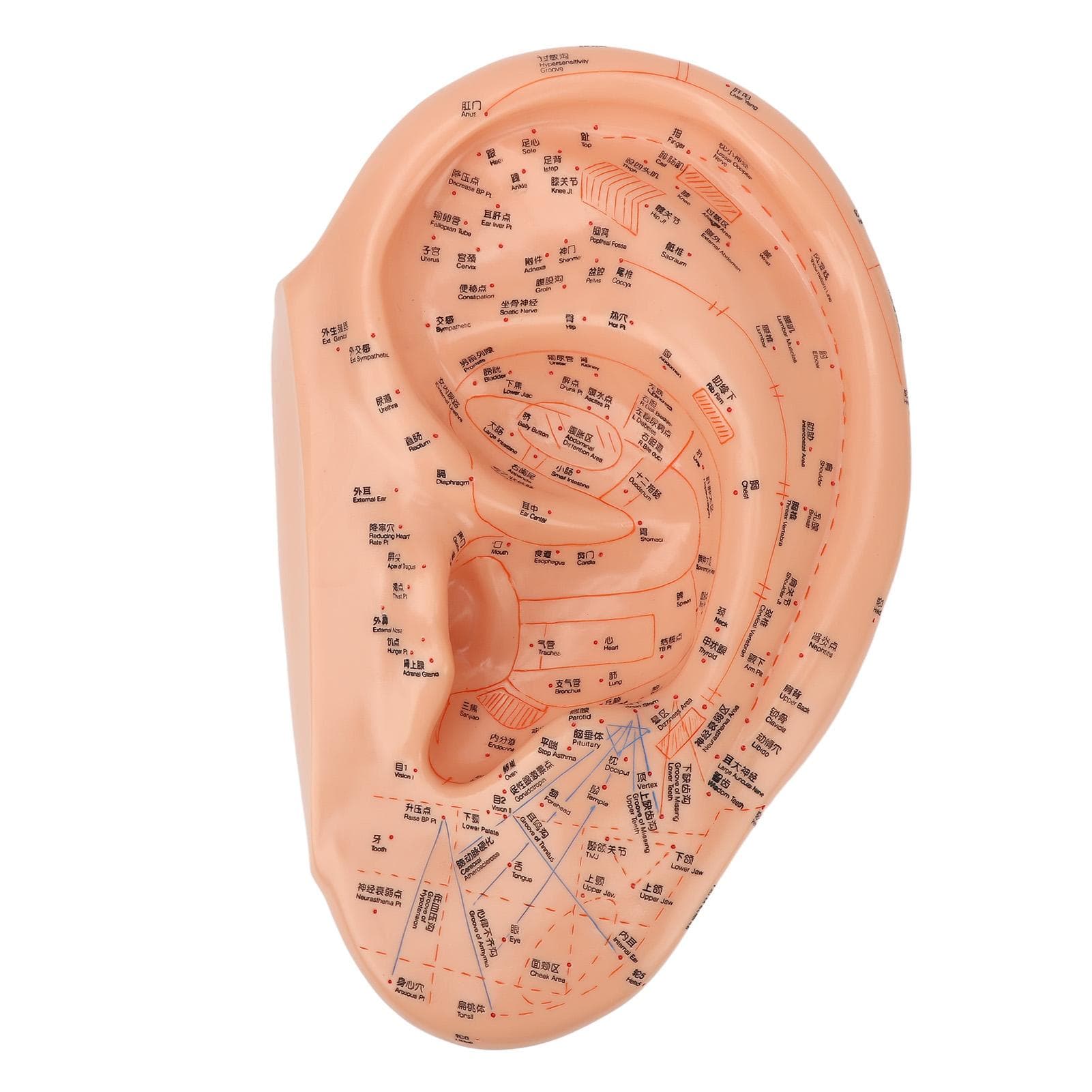 40cm Ear Acupuncture Point Model Accurate Clearly Fonts PVC Professional Ear Zone Massage Model