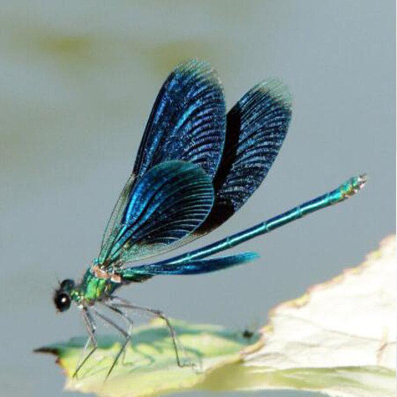 Diamond Mosaic Diy Diamond Painting Dragonfly Home Decoration Wall Sticker Diamond Embroidery 20X30CM