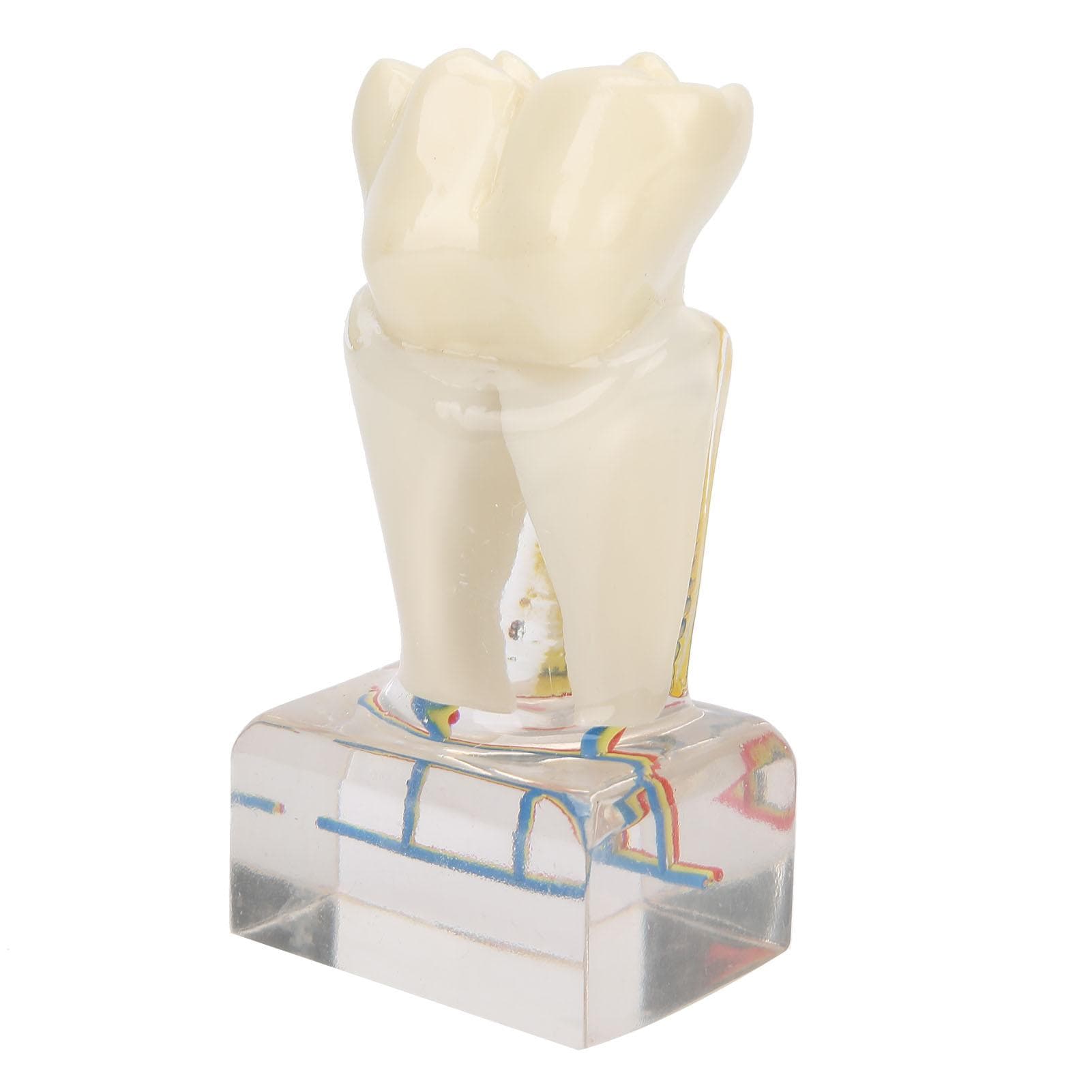 Professional Dental Nerve Model Demonstration Teeth Model for Dental Teaching Study