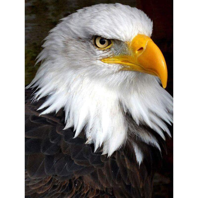 Eagle Diy Painting Diamont Painting Full Round Diamond Painting 20X30CM