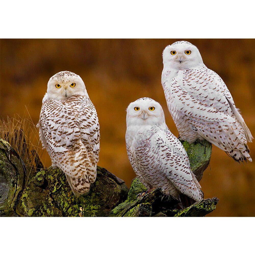 Diamond Painting Three white owl Diamond Embroidery Animal Diy Diamond Mosaic Rhinestones 20X30CM