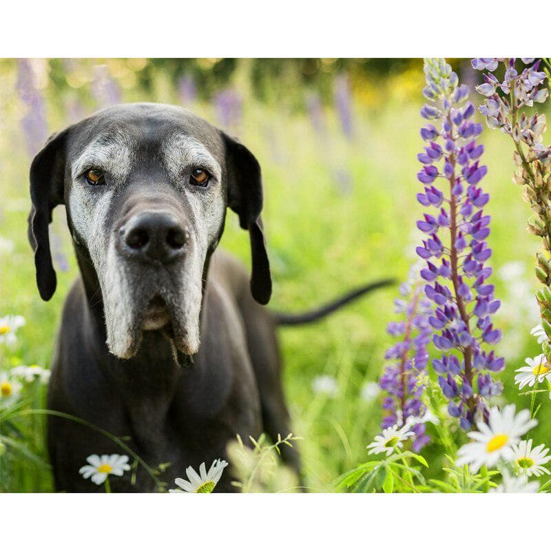 5D Diy Diamond Painting Cross Stitch Great Dane Full Round Diamond Embroidery 20X30CM