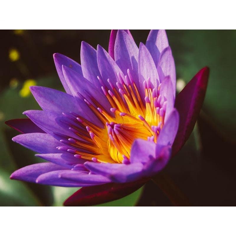 5D DIY Diamond Painting Lotus Diamond Embroidery Mosaic Cross Stitch Rhinestone 20X30CM