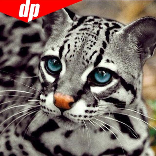 5d Diy Diamond  big Eye Leopard  Pattern Cross Stitch Diamond Painting Animal Embroidery 30x30