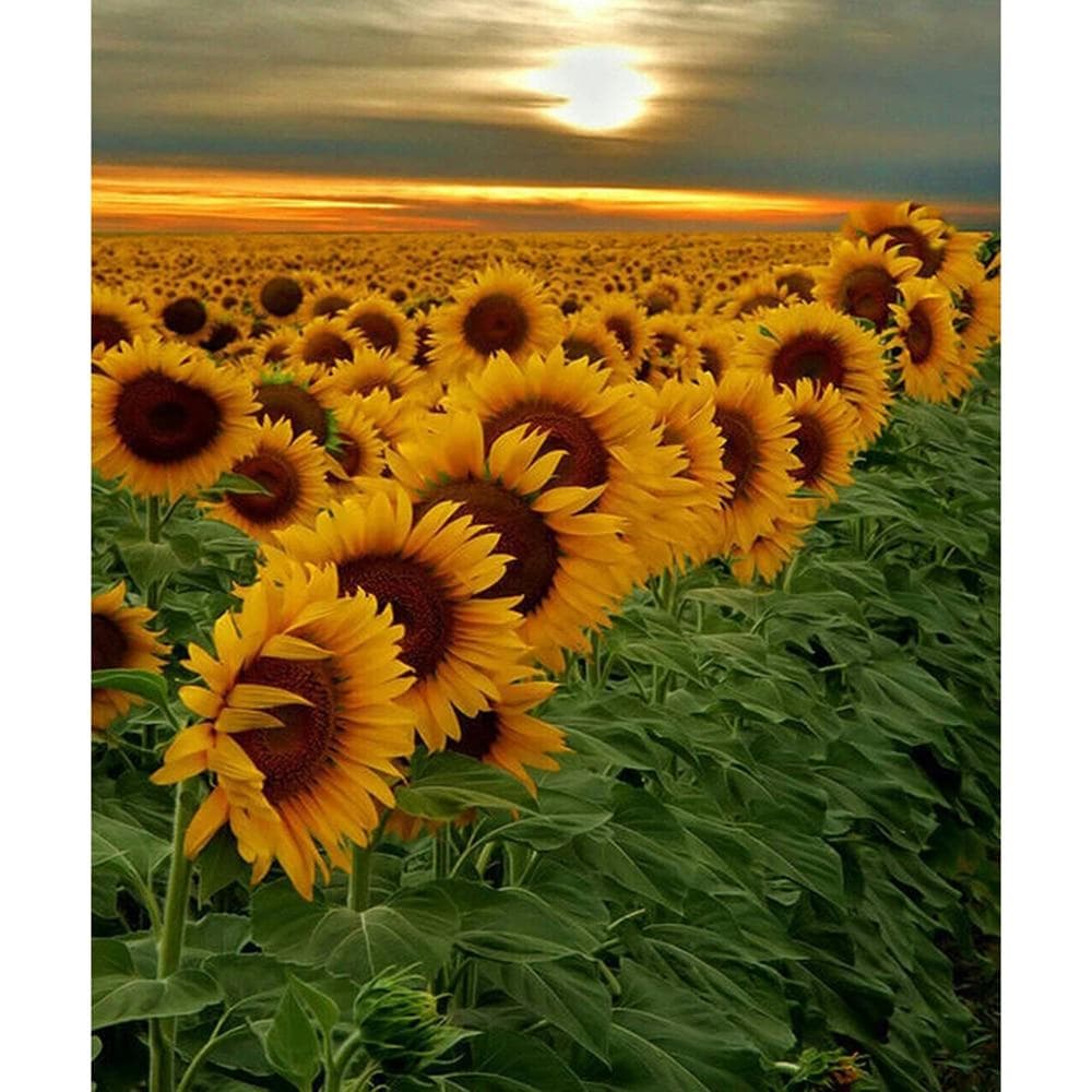 5D DIY Diamond Painting Sunflower Embroidery Cross Stitch Rhinestone Mosaic Home Decor 40X50CM