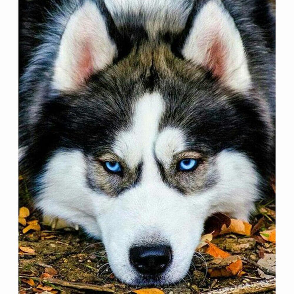 Full Round Drill 5d Diamond Painting Dog Mosaic DIY Diamond Embroidery Animal Cross Stitch 30X40CM