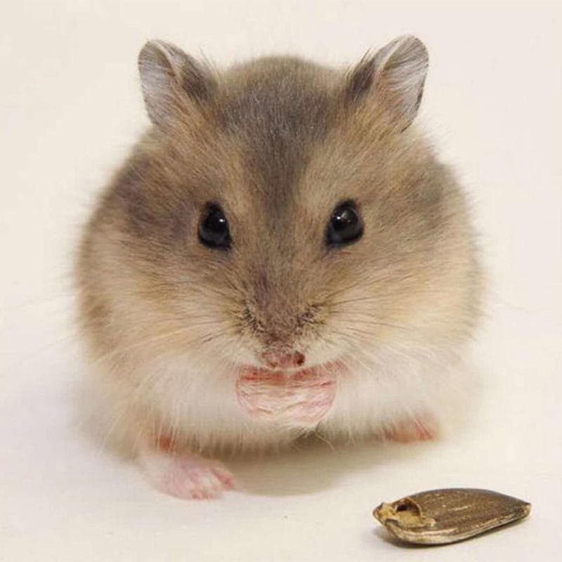Diamond Painting Needlework Painting Little Hamster DIY Diamond Embroidery Patterns Diamond Dawn 30x30CM