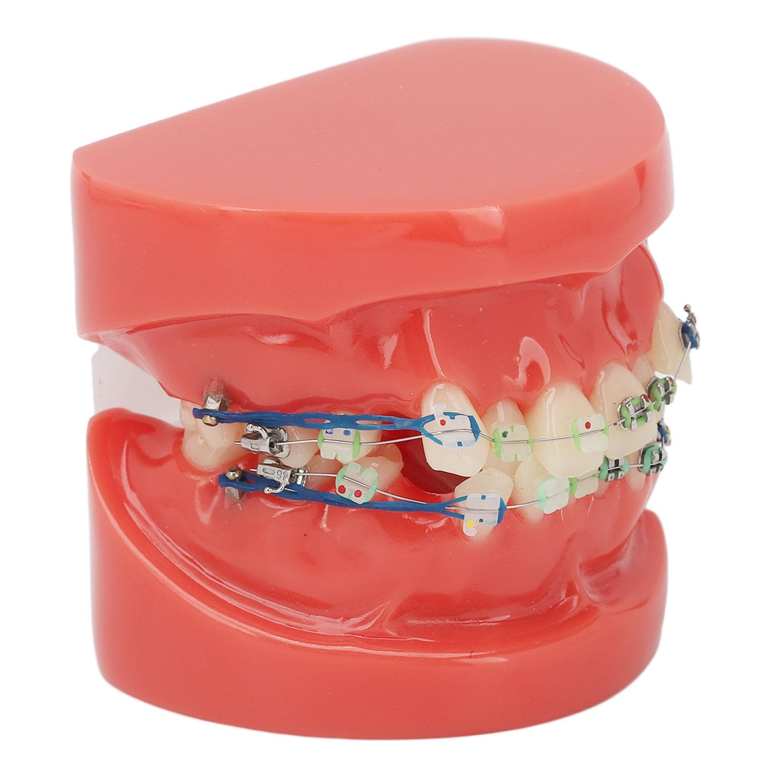 Dental Model Metal Wires 24 Teeth Half Metal Half Ceramic Bracket Tooth Correct Model for Study
