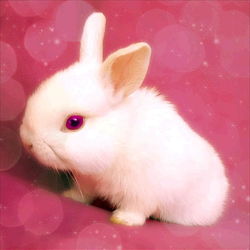 Full Round Drill Diamond Painting  spring Rabbit  Embroidery Cross Stitch Mosaic Crafts Home Decor 30x30CM