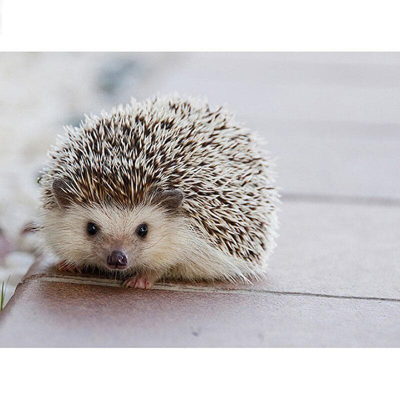 5D Diamond Painting Hedgehog Full Round Diamond Embroidery Cross Stitch 20X30CM