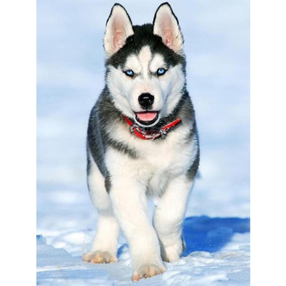 5D DIY Diamond Painting Animal Husky Picture Full Diamond Embroidery Rhinestone Mosaic Cross Stitch Kit Furniture Decoration Full Round 50x70CM