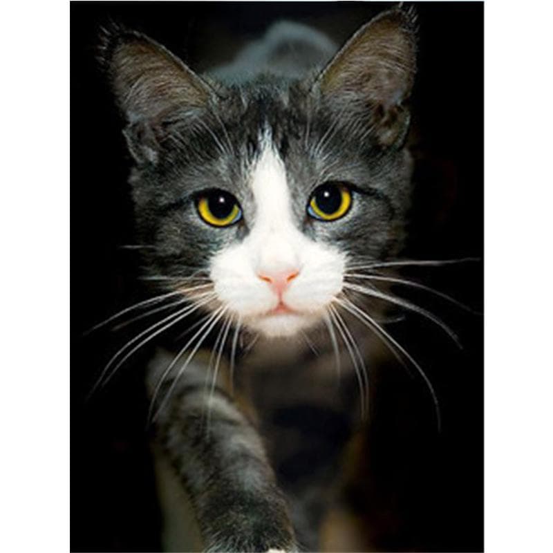 Full Diamond Painting Cat 5D Diy Diamond Embroidery Animal Mosaic Picture Home Decoration 30X40CM black