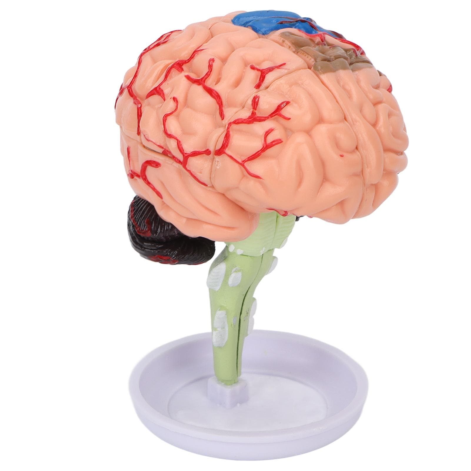 4D Anatomical Brain Assembled Model Clear Structure Vinyl Simulation Brain Model for Learning
