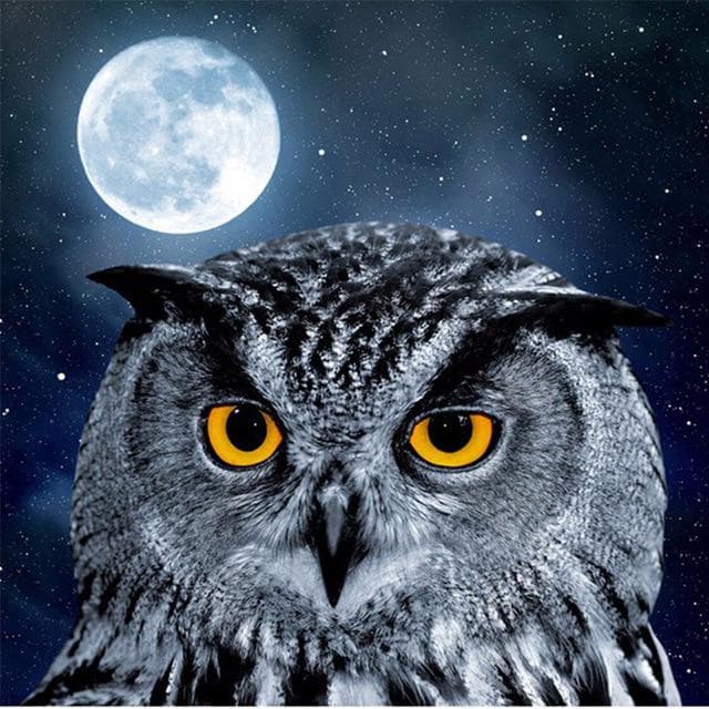 Owl Moon Diamond Embroidery 5D DIY Diamond Painting Cross Stitch Picture Full Round Diamond 30x30