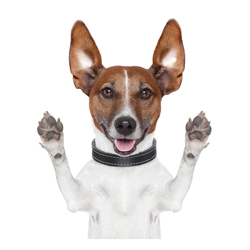 J504# Funny Jack Russell Terrier Dog Sticker on The Car Vinyl Decal Waterproof Decoration Car Stickers B-15cm-Longest Side