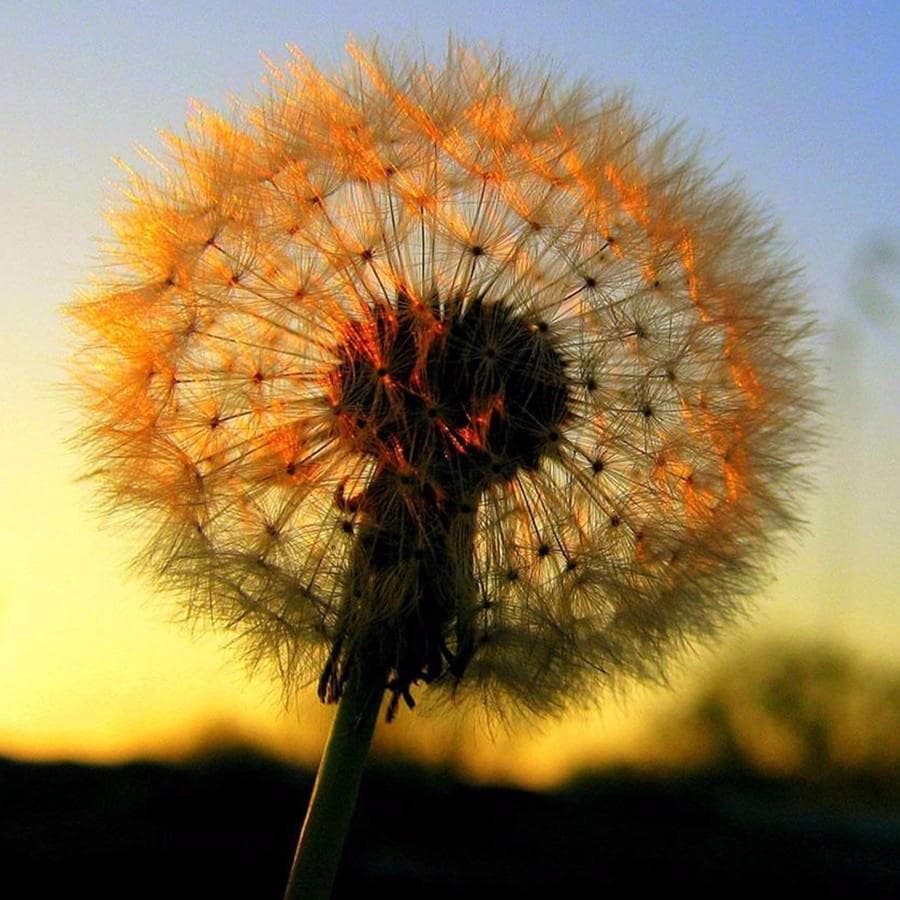 Diamond Painting Landscape Sunset Dandelion Full Round Diamond Embroidery Cross Stitch Rhinestone 30x30CM