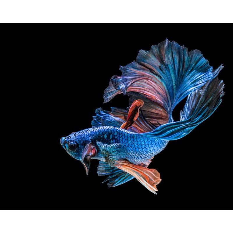 DIY Diamond Painting Colorful Rumble Fish Animal Embroidery Cross Stitch Mosaic Full Of Rhinestone 20X30CM