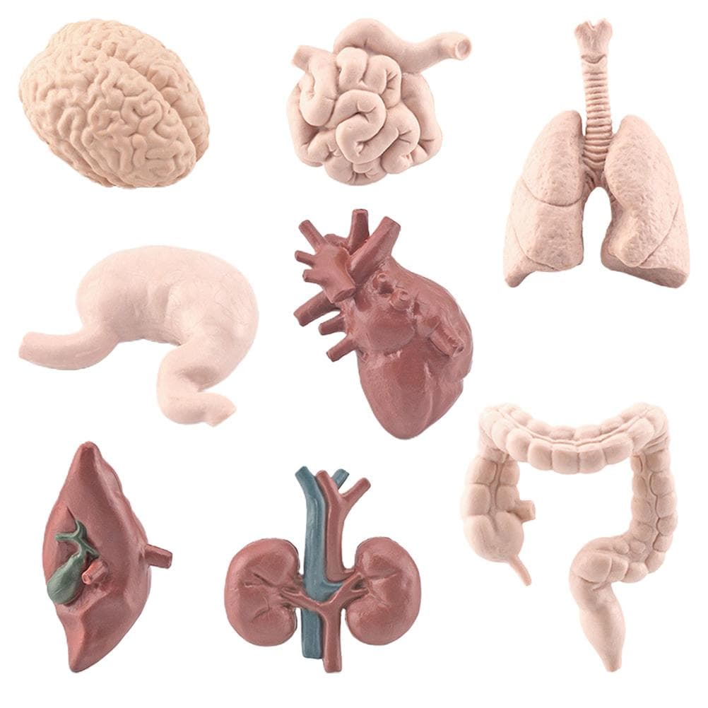 8Pcs Simulation Human Body Organs Models Educational Toys Preschool Science Home School Teaching