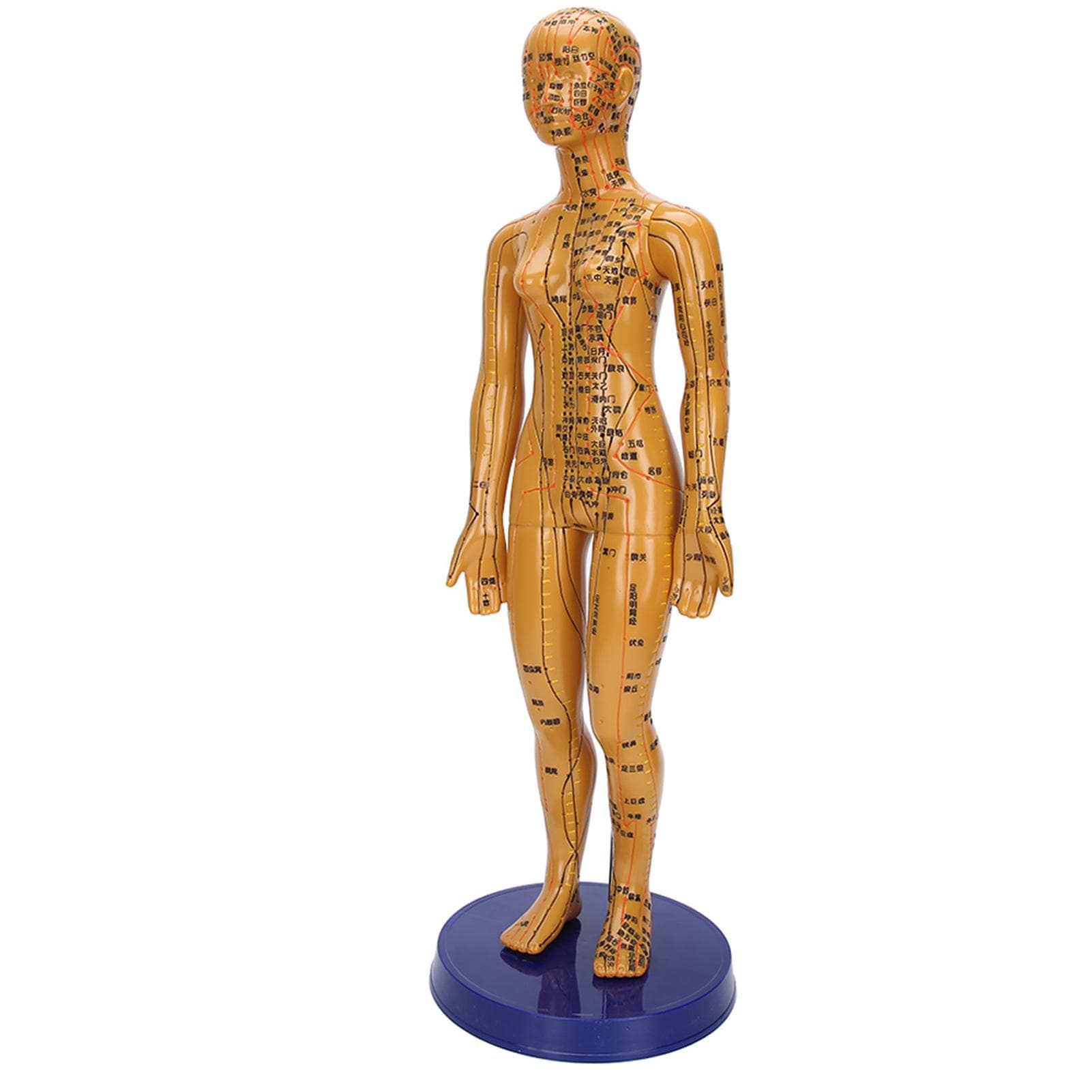 Female Male Human Body Acupuncture Model Copper Color Meridians Acupuncture Point ModelMale Model female
