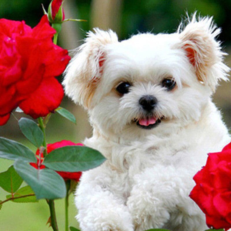 Diamond Painting Dog & Flower Full Round Drill Cross Stitch Mosaic Animal Diamond Embroidery 30x30CM