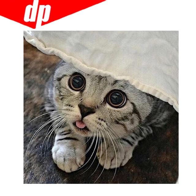 Cat Diamond Embroidery 5D DIY Diamond Painting Cross Stitch Picture Full Round Diamond 30x30